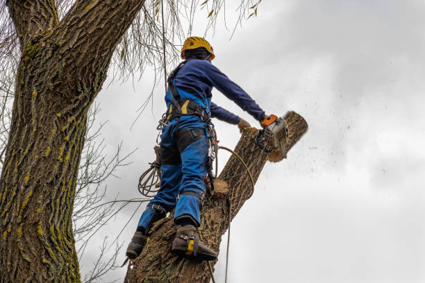 Reliable Tyro, NC Tree Services Solutions